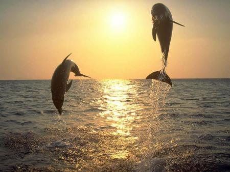 Ils sont beaux ces dauphins,non?!